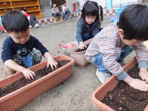 球根植え (4)