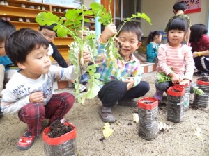 大根の収穫 (5)