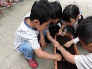 スイスチャード植え (8)