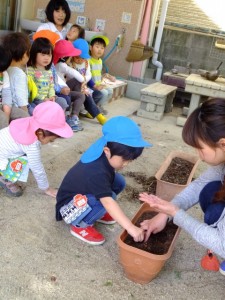 オクラ、ピーマン植え (11)