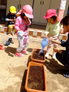 オクラ、ピーマン植え (4)