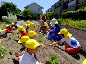 おいも苗植え (16)