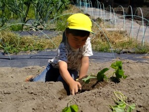 おいも苗植え (20)