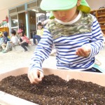ことり組　ほうれん草の種植え　１０月１４日（水）