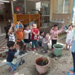 ひよこ組　種・苗植え（トマト・ピーマン・ズッキーニ・ひまわり）4月28日（木）、5月2日（月）、6日（金）