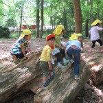 ひよこ組、ことり組　下鴨神社へお散歩　５月17日