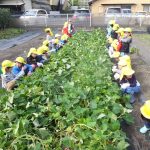 ひかり組　１０月２４日（火）〔おいもほり〕、２５日・２６日〔陶芸〕