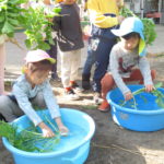 野菜収穫　11月2日（火）たんぽぽ組、ことり組、ひかり組