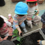 たんぽぽ組　苗植え、種まき　5月１0日（火）１２日（木）