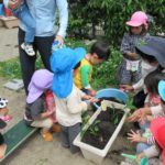 たんぽぽ組　苗植え、種まき　5月１0日（火）１２日（木）
