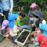 たんぽぽ組　苗植え、種まき　5月１0日（火）１２日（木）