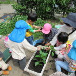 たんぽぽ組　苗植え、種まき　5月１0日（火）１２日（木）