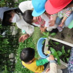 たんぽぽ組　苗植え、種まき　5月１0日（火）１２日（木）