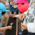 たんぽぽ組　苗植え、種まき　5月１0日（火）１２日（木）