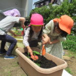 ひかり組　野菜植え　5月１０日（火）・１１日（水）