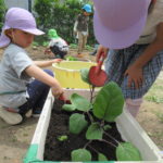 ひかり組　野菜植え　5月１０日（火）・１１日（水）