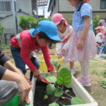 ひかり組　野菜植え　5月１０日（火）・１１日（水）