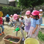 ひかり組　野菜植え　5月１０日（火）・１１日（水）