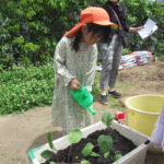 ひかり組　野菜植え　5月１０日（火）・１１日（水）