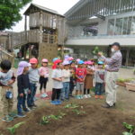 ひかり組　野菜植え　5月１０日（火）・１１日（水）