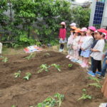 ひかり組　野菜植え　5月１０日（火）・１１日（水）