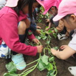 ひかり組　野菜植え　5月１０日（火）・１１日（水）