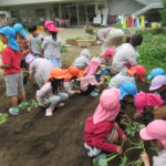 ひかり組　野菜植え　5月１０日（火）・１１日（水）