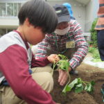 ひかり組　野菜植え　5月１０日（火）・１１日（水）