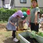 ひかり組　野菜植え　5月１０日（火）・１１日（水）