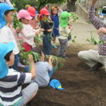ひかり組　野菜植え　5月１０日（火）・１１日（水）