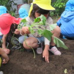 ひかり組　野菜植え　5月１０日（火）・１１日（水）