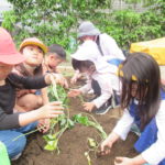 ひかり組　野菜植え　5月１０日（火）・１１日（水）