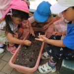 たんぽぽ組　パプリカ収穫９月１日（木）と　ミニキャロット種植え　9月５日（月）