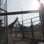 ひかり組　12月21日（水）遠足（京都市動物園）