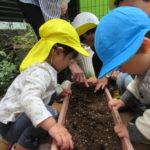 たんぽぽ組　5月８日（月）ミニひまわり種まき