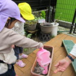 たんぽぽ組　5月８日（月）ミニひまわり種まき