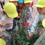 5月26日(金)　ひかり組下鴨神社お散歩