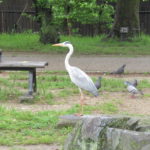 4月30日(火)　ことり組・ひかり組　春の遠足
