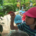 さくらんぼ食べたよ　5月7日（水）