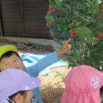 さくらんぼ食べたよ　5月7日（水）