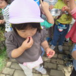 さくらんぼ食べたよ　5月7日（水）